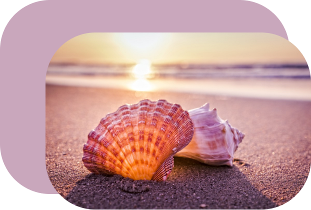 Seashells on the ocean side at sunset